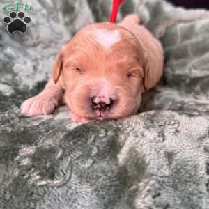 Winston, Mini Goldendoodle Puppy